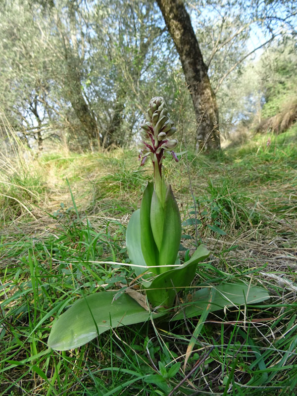 Barlia robertiana - Lago di Garda (VR)